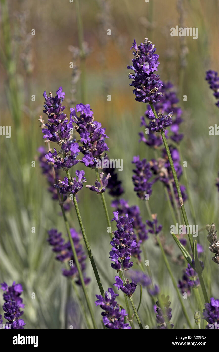 Lavendel (Lavandula Angustifolia), Blütenstände Stockfoto