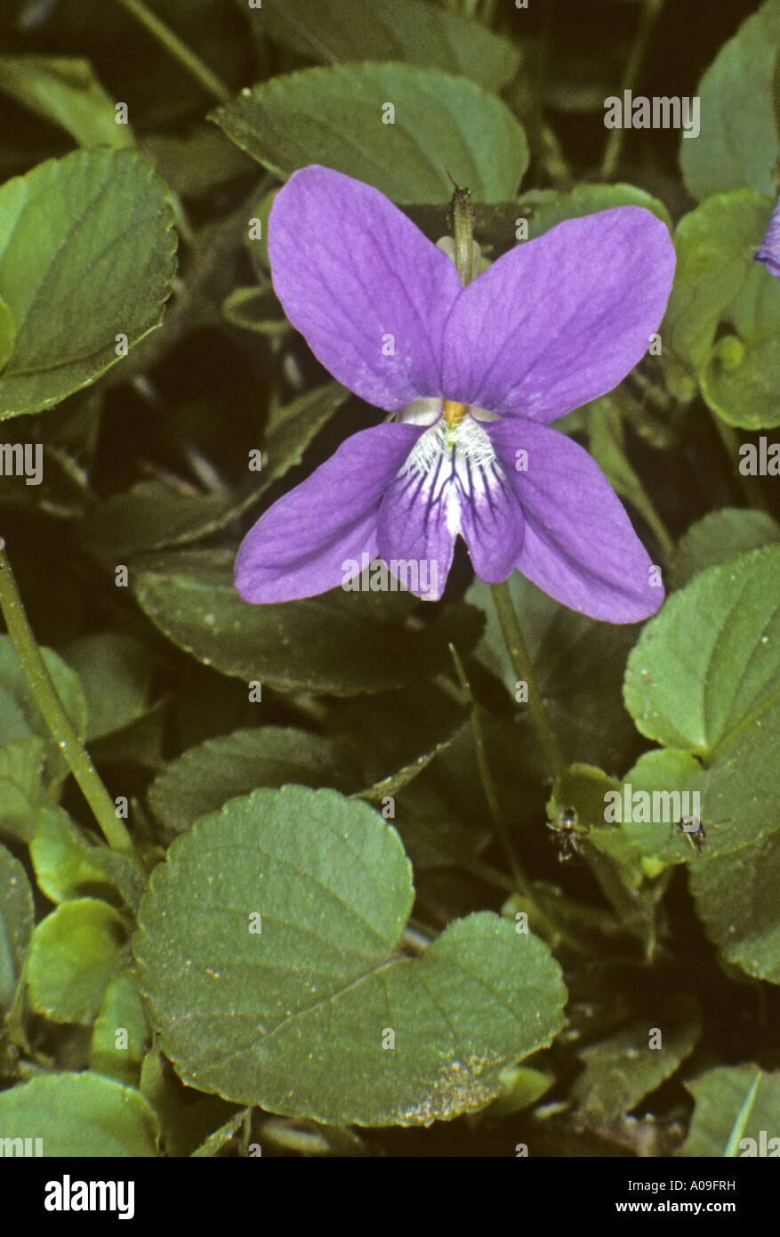 Englisch Violet, wohlriechende Veilchen (Viola Odorata), einzelne Blüte Stockfoto