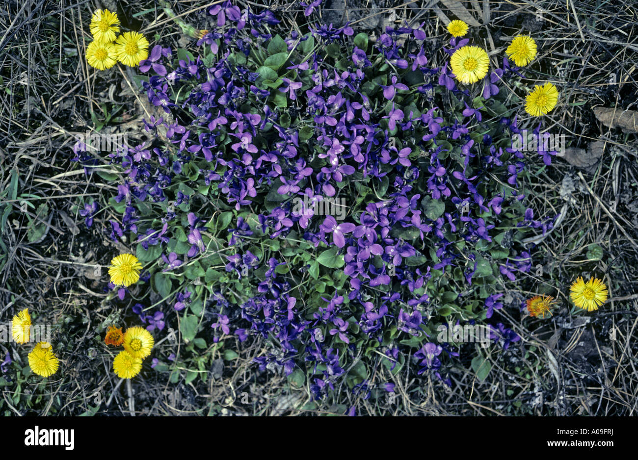 Englisch Violet, wohlriechende Veilchen (Viola Odorata), zusammen mit Huflattich Stockfoto