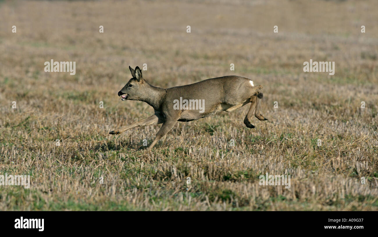 Rehe Capreolus capreolus Stockfoto