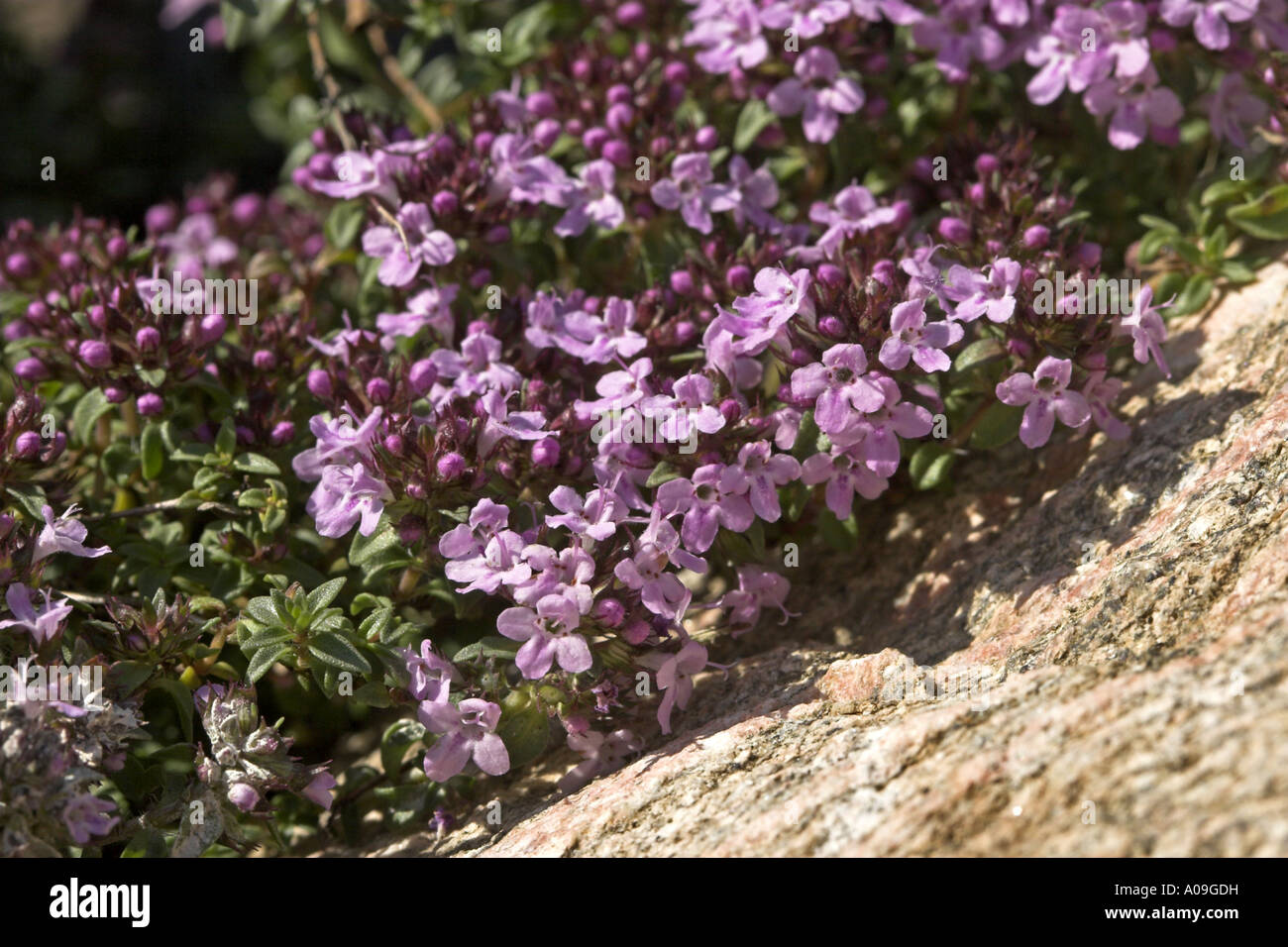 Kümmel-Thymian (Thymus Herba-Barona), blühende Pflanze Stockfoto