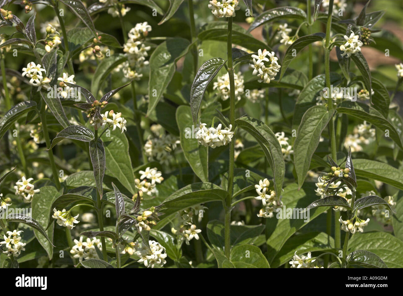 weiße Schwalbe-Scharte (Vincetoxicum wissenschaftliche, Cynanchum Vincentoxicum), blühende Pflanze Stockfoto