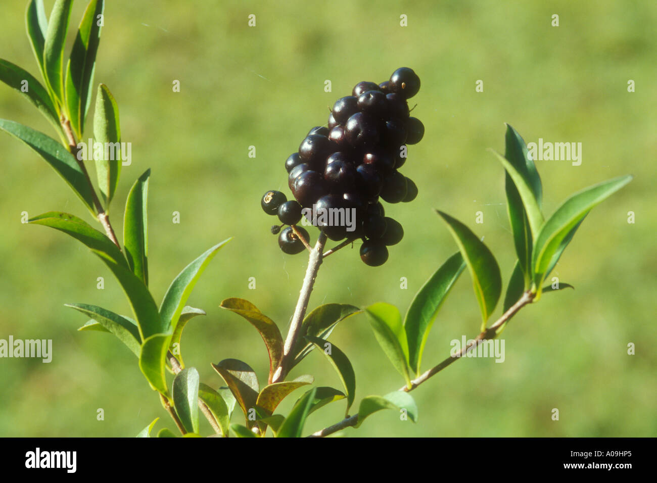 Bndel von schwarzen Beeren der wilden Liguster in Nahaufnahme  Stockfotografie - Alamy