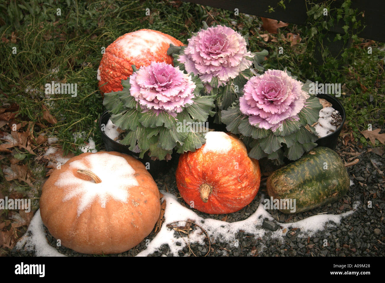 Blume-Kürbisse und Kalebassen mit einer Prise Schnee Stockfoto