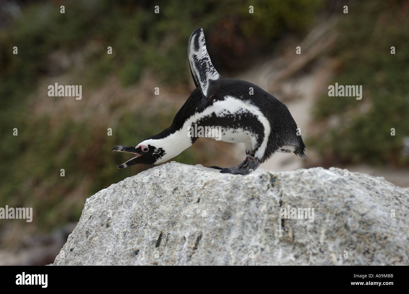 Afrikanischer Penguin aggressive Anzeige Südafrika Stockfoto