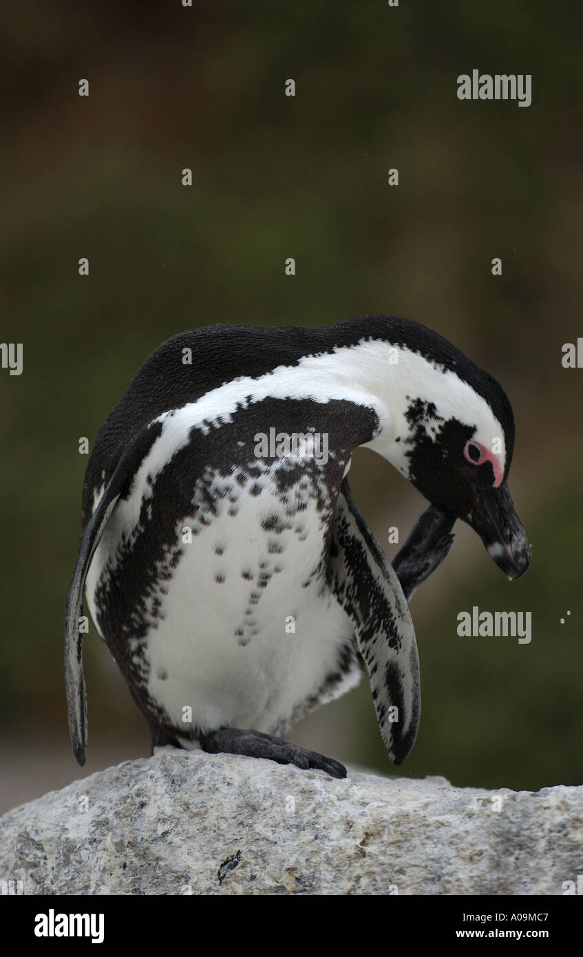 Afrikanischer Penguin putzen Südafrika Stockfoto