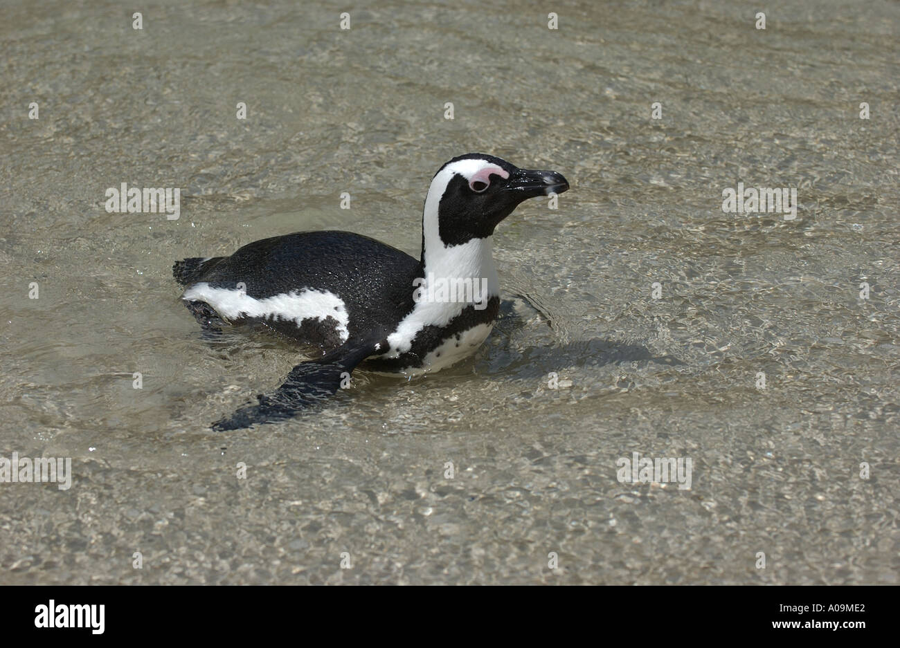 Afrikanische Pinguin-Südafrika Stockfoto