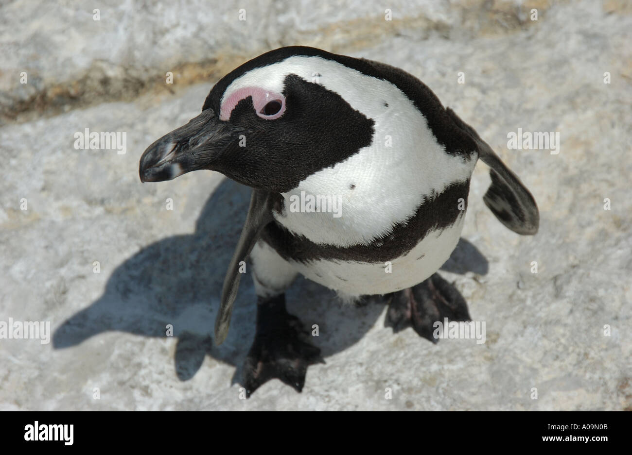 Afrikanischer Penguin blickte mit Schatten-Südafrika Stockfoto