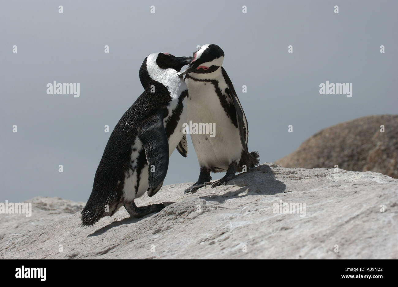 Afrikanische Pinguine putzen Südafrika Stockfoto
