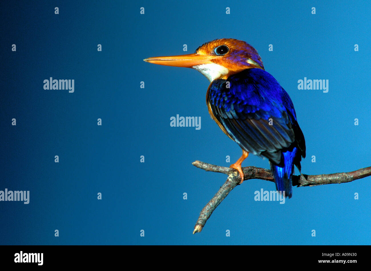 B-263, PIGMY KINGFISHER ON GLIEDMAßEN Stockfoto