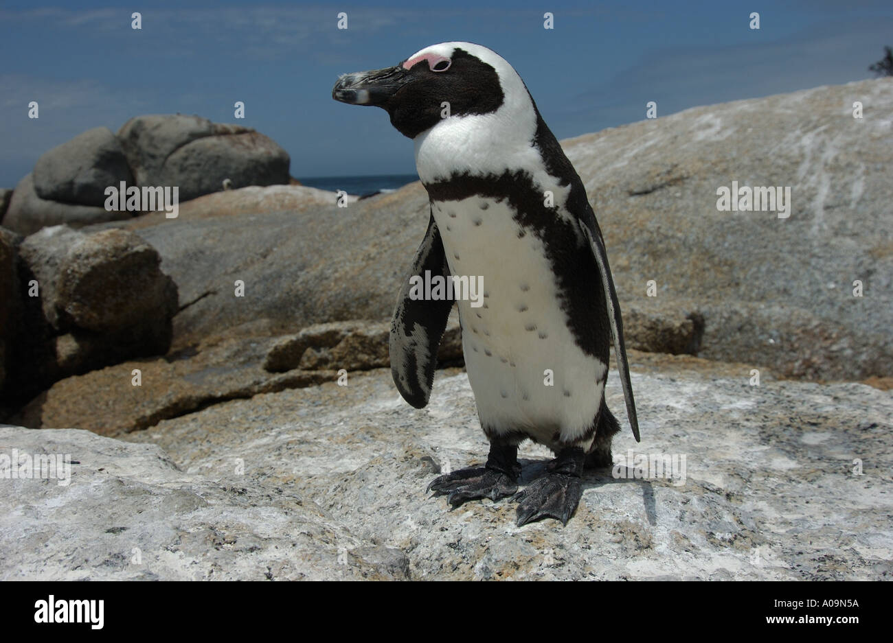 Afrikanische Pinguin-Südafrika Stockfoto