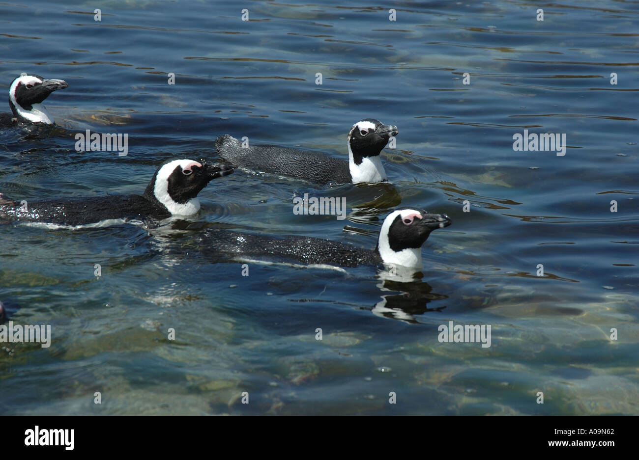 Afrikanische Pinguine, die Schwimmen im Meer in Südafrika Stockfoto
