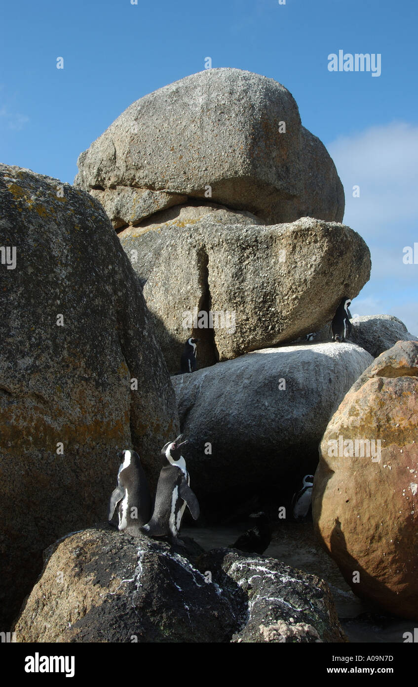 Afrikanische Pinguine zwischen Felsen Südafrika Stockfoto