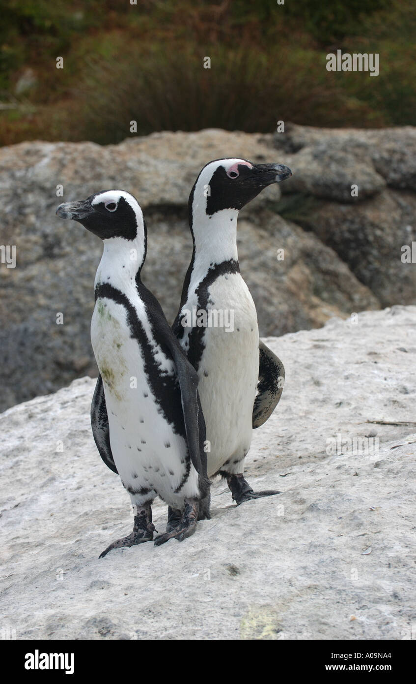 Paar von afrikanischen Pinguinen stand aufrecht Südafrika Stockfoto