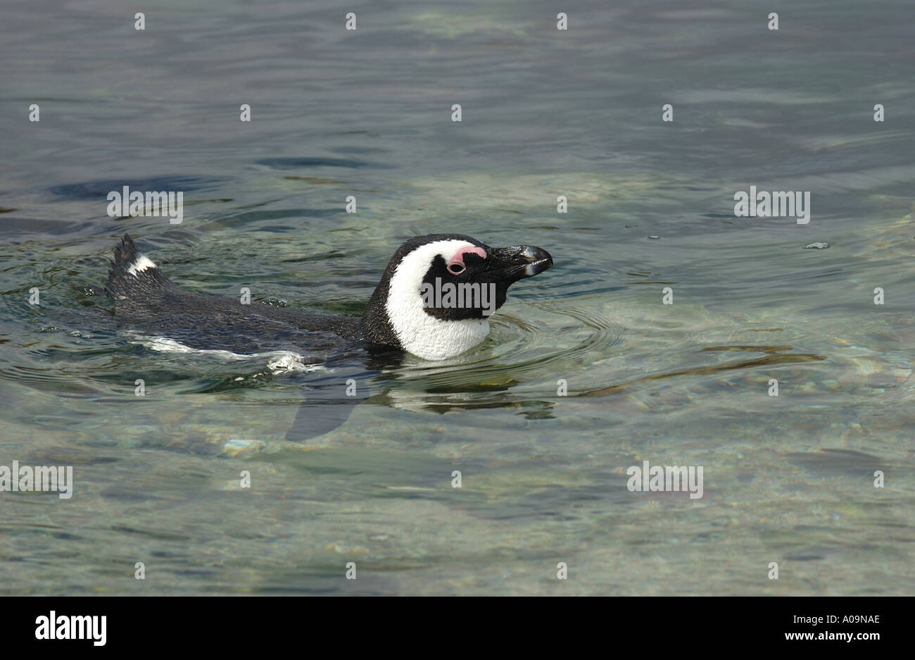 Afrikanische Pinguin im seichten Wasser schwimmen Stockfoto