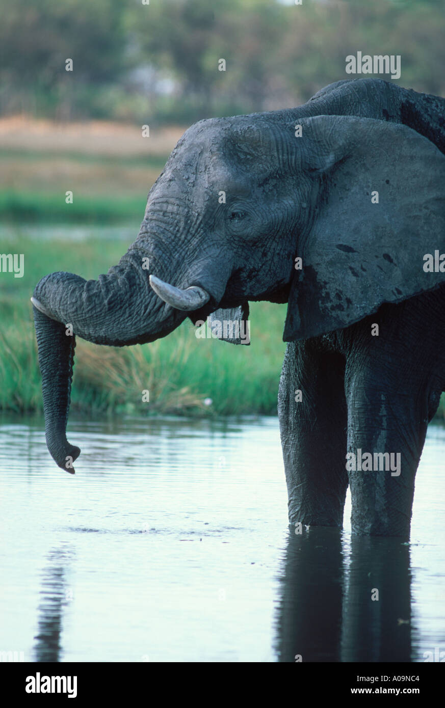 Elefanten am Wasserloch Stockfoto