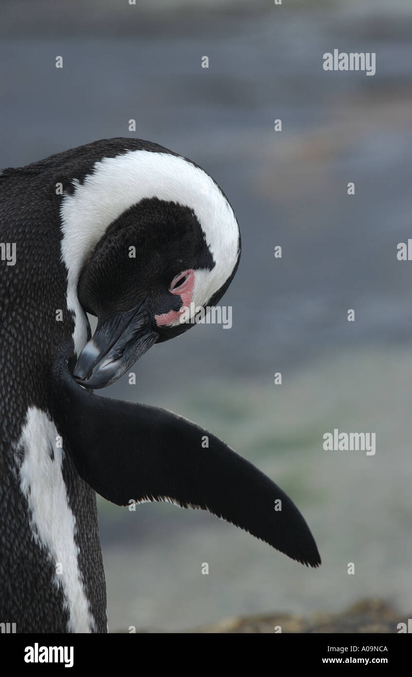 Afrikanischer Penguin putzen Südafrika Stockfoto