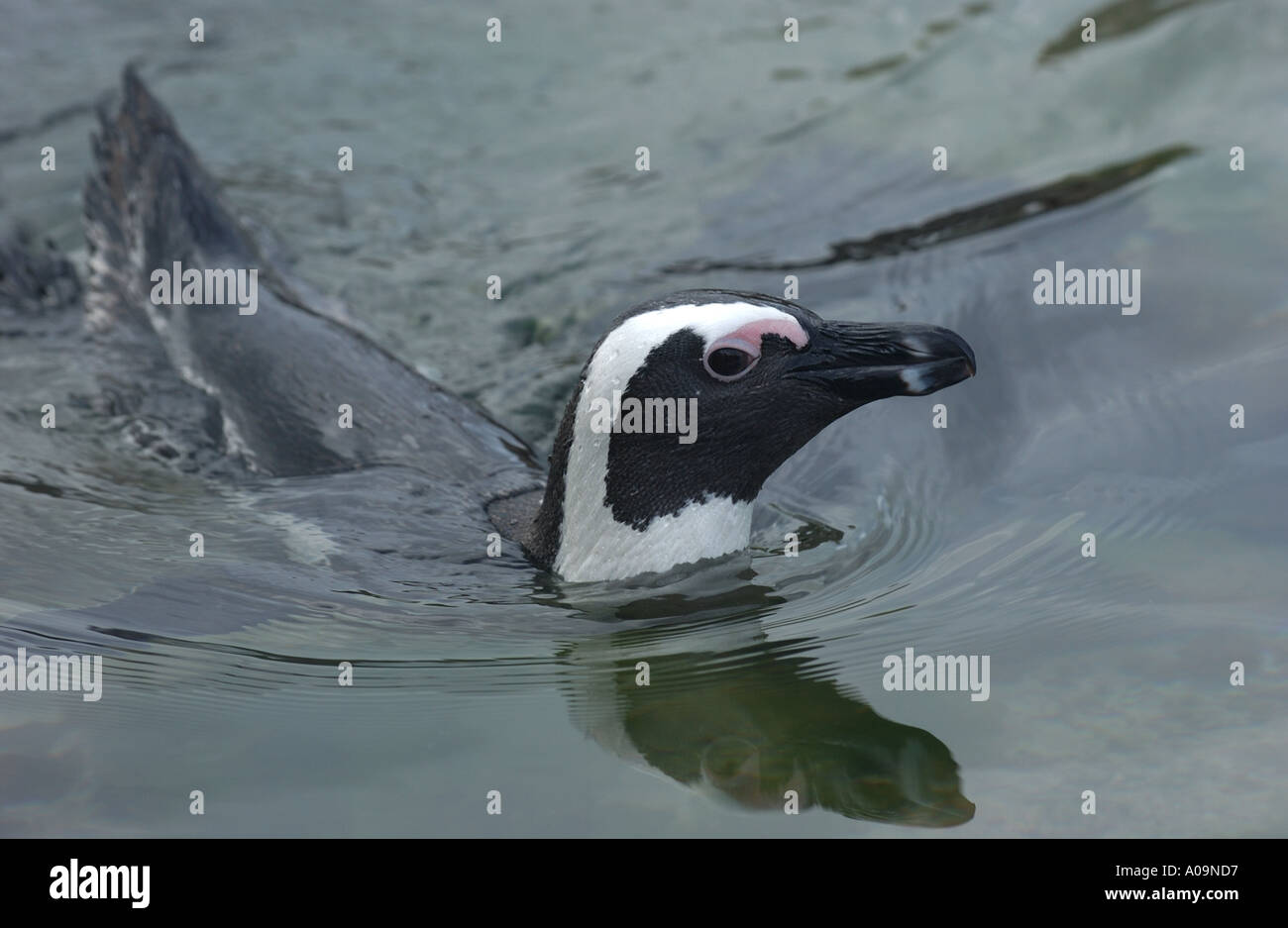 Afrikanische Pinguin schwimmen Südafrika Stockfoto