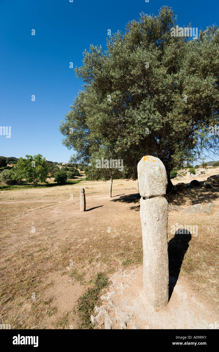 Kreis von Menhiren (Menhire) in Filitosa prähistorische Stätte, in der Nähe von Alta Rocca, Propriano, Korsika, Frankreich Stockfoto