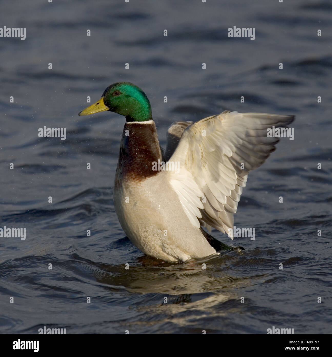 Stockente, die Flügel Strecken. Stockfoto