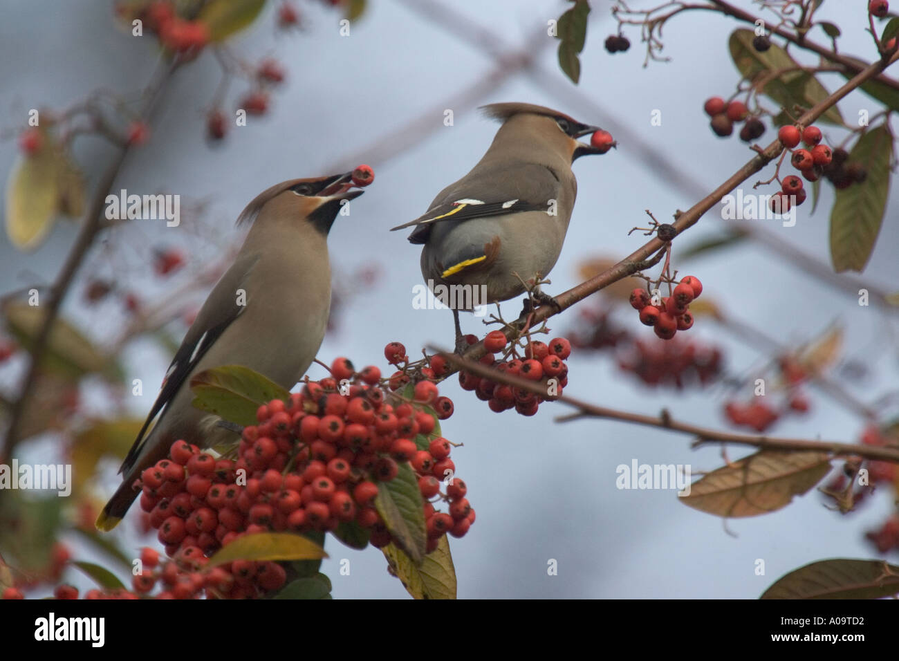 Seidenschwänze ernähren sich von Beeren, UK. Stockfoto