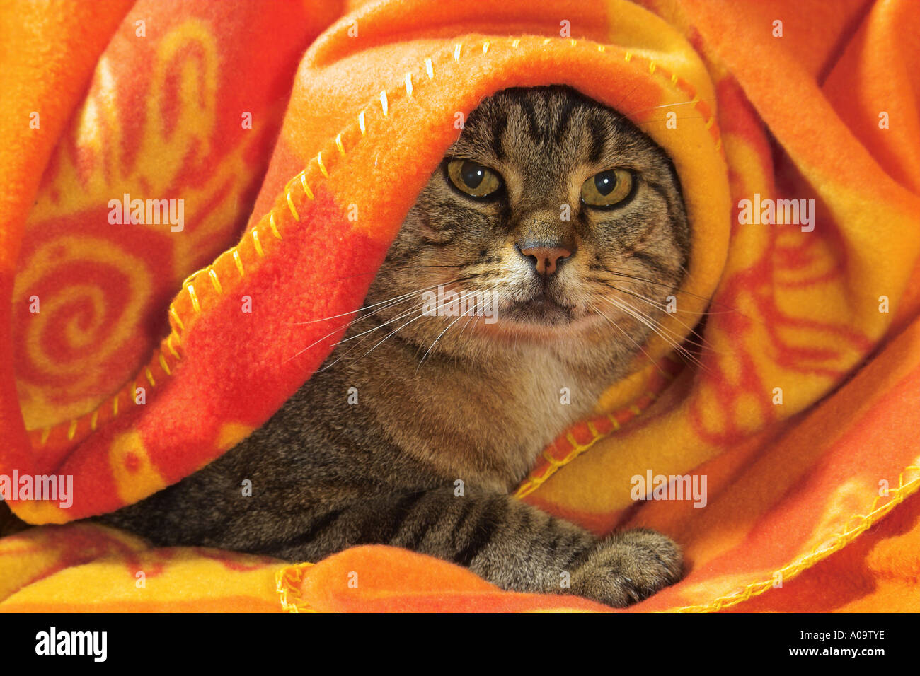 Hauskatze, liegend unter dem Deckmantel Stockfoto