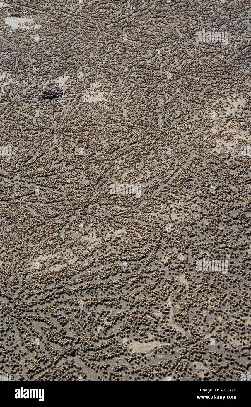 Sand-Pellets erstellt von Krabben auf Hinchinbrook Island Stockfoto