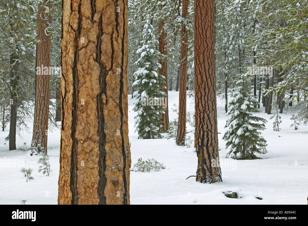 Ponderosa Pinien und Schneefall in der Nähe von Klamath Falls, Oregon Stockfoto