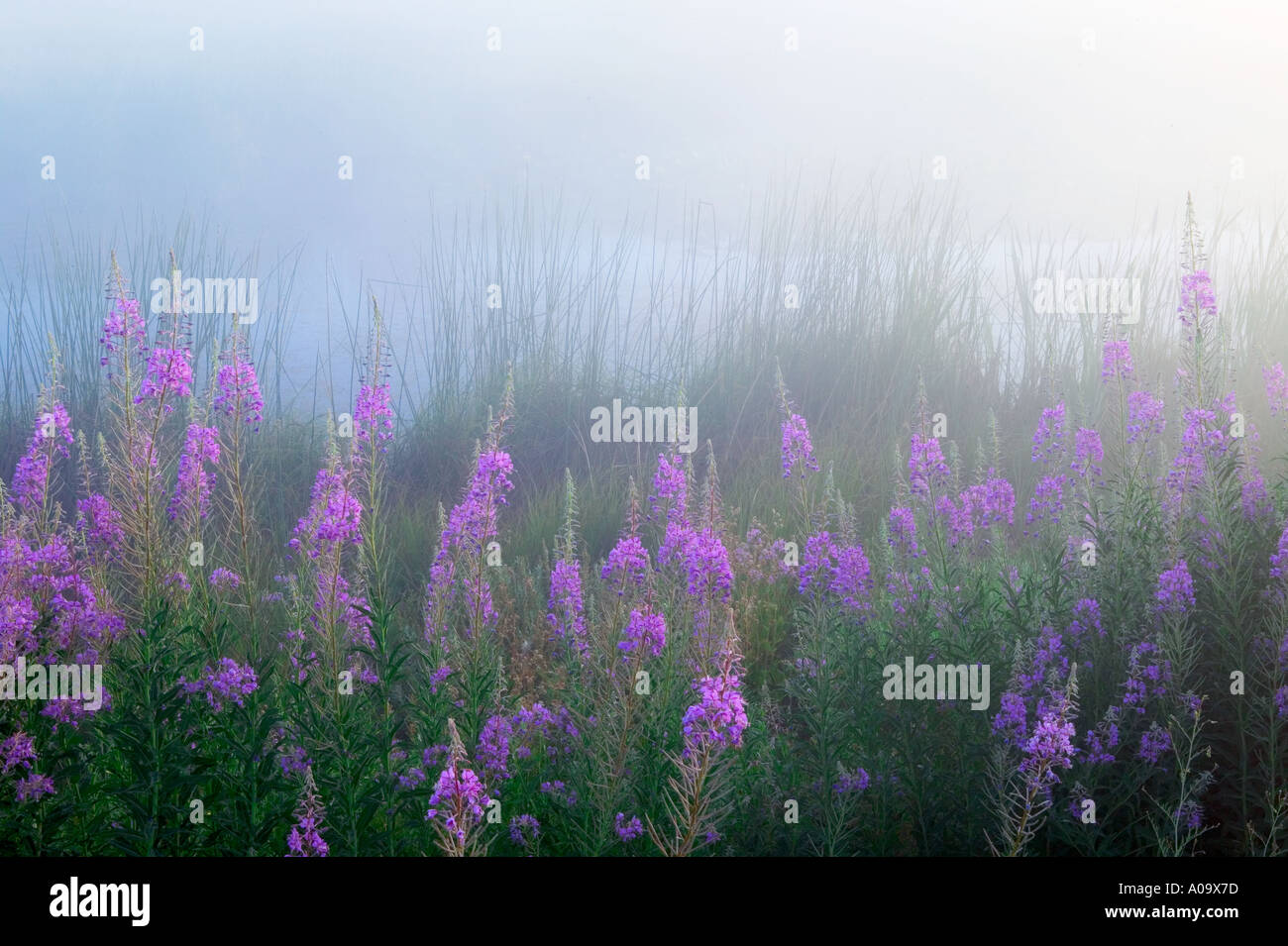 Weidenröschen und Teich im Klamath Marsh National Wildlife Refuge mit Nebel Oregon Stockfoto
