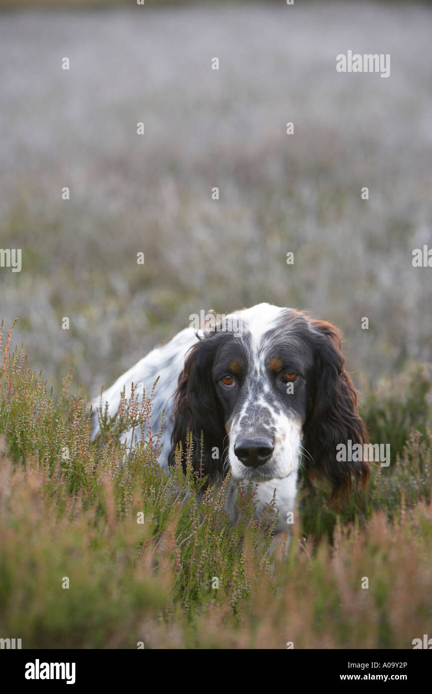 Englisch Setter Hund Jagdhund auf Punkt während ein Moorhuhn-schießen in Yorkshire Stockfoto