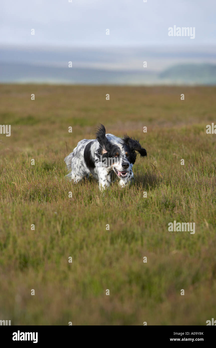 Englisch Setter Hund läuft durch die Grouse Moor Jagd für Steinbruch während eines Shootings Stockfoto