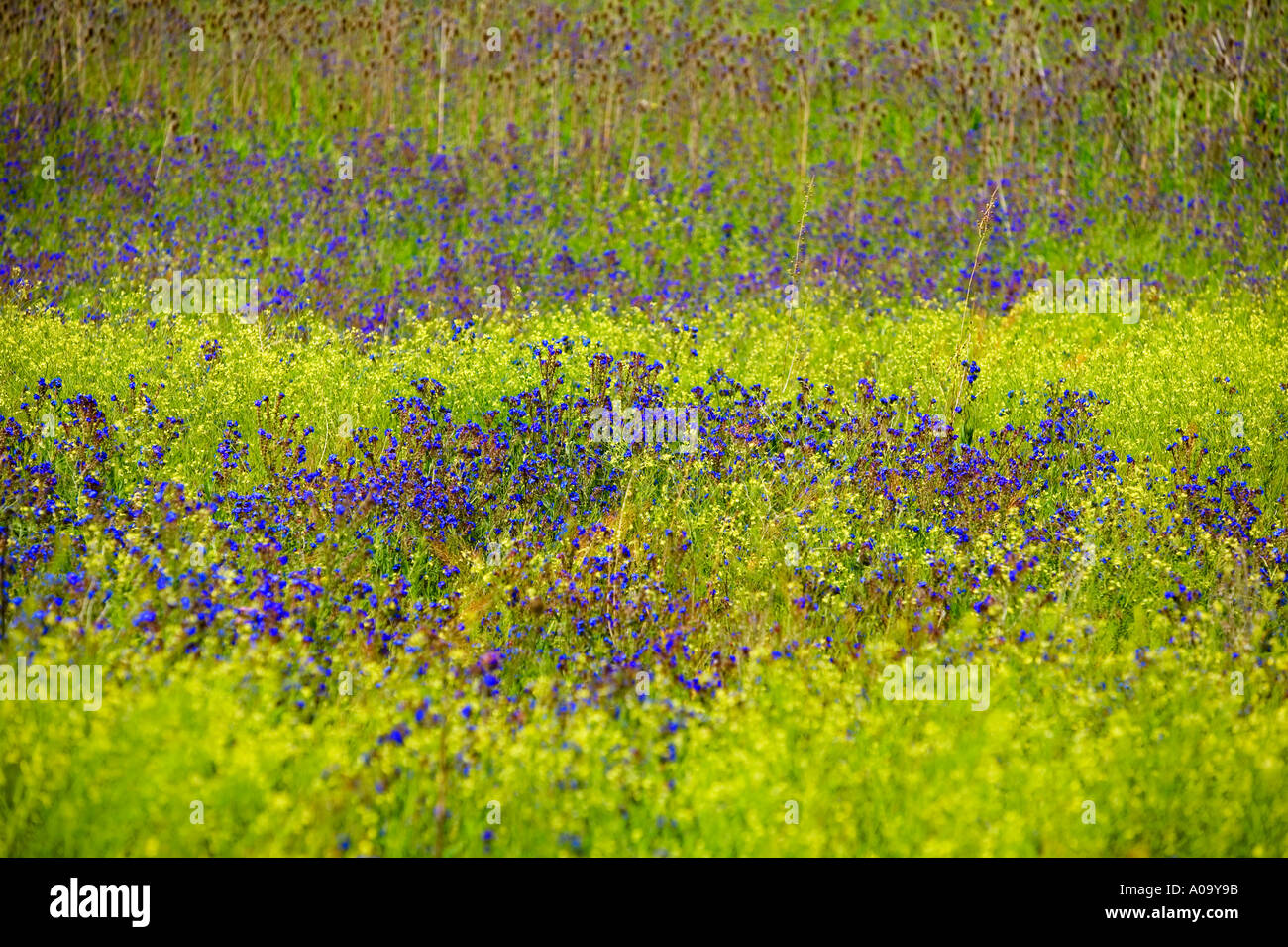 Eine Art von Phacelia blaue und gelbe Wildblumen Hölle s Canyon National Recreation Area Oregon Stockfoto