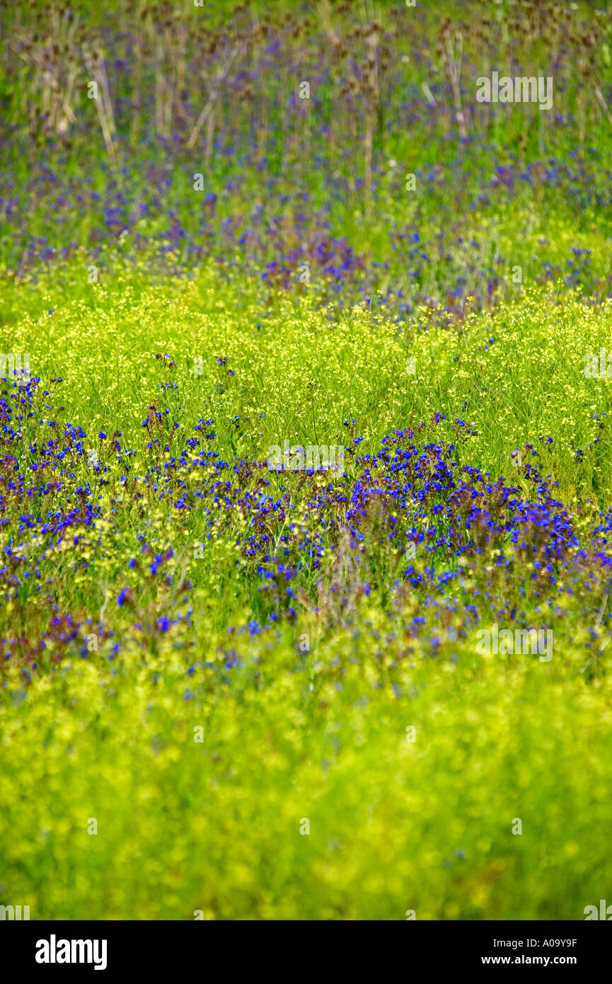 Eine Art von Phacelia blaue und gelbe Wildblumen Hölle s Canyon National Recreation Area Oregon Stockfoto
