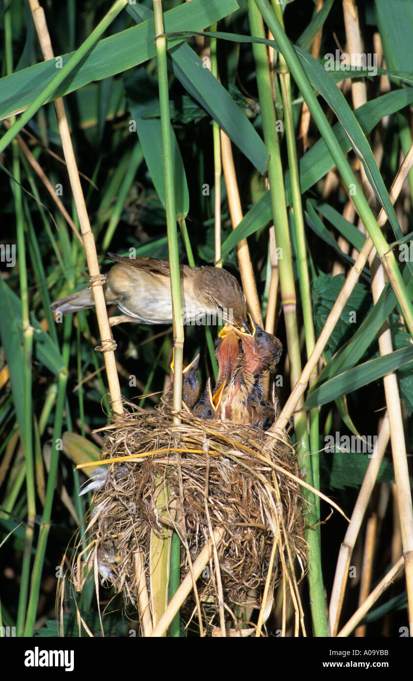 Reed Warbler (Acrocephalus Scirpaceus) Fütterung Küken in seinem Nest im Schilf Phtagmites. Stockfoto