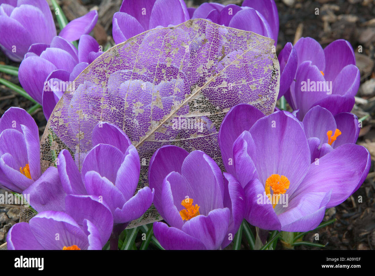 Lila Crocus und verfallenden Blatt Oregon Gardens OR Stockfoto