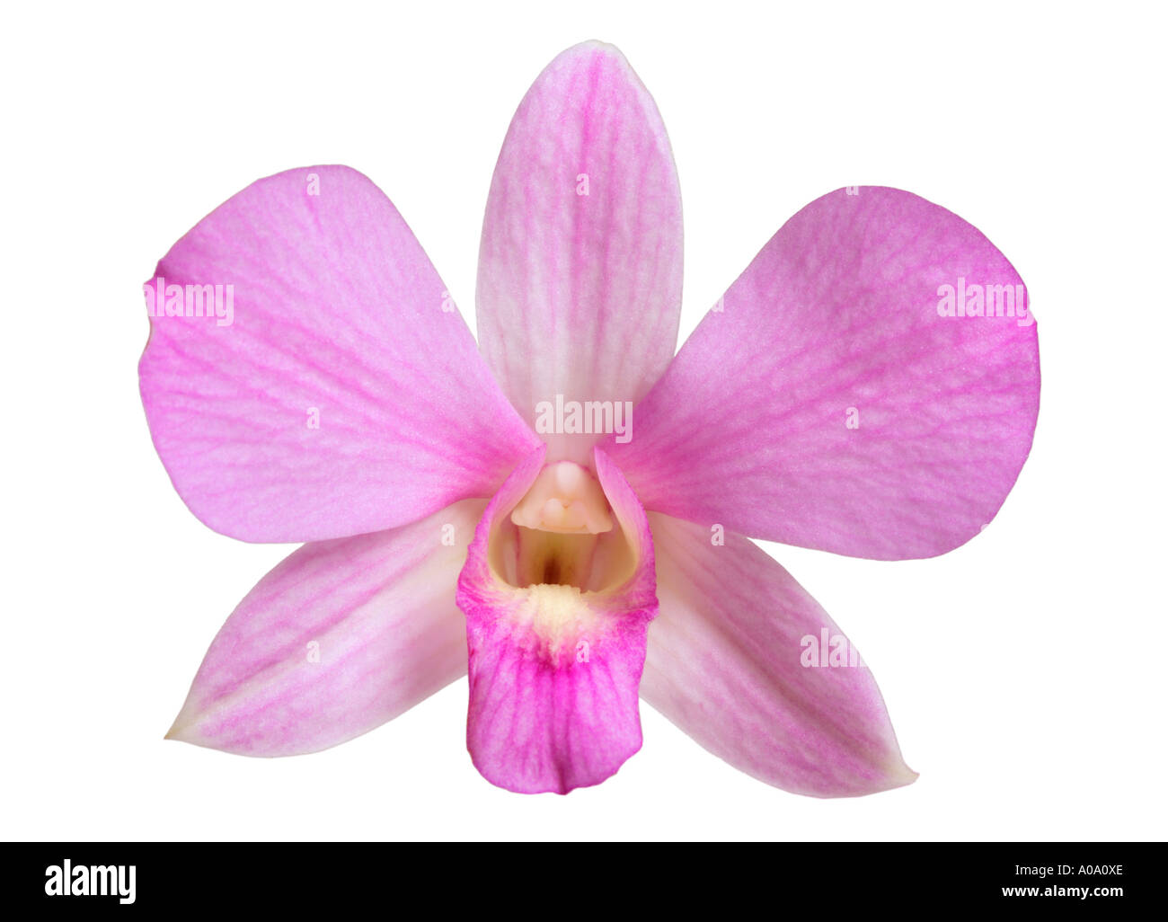 Einzelne Orchidee Blüte Stockfoto