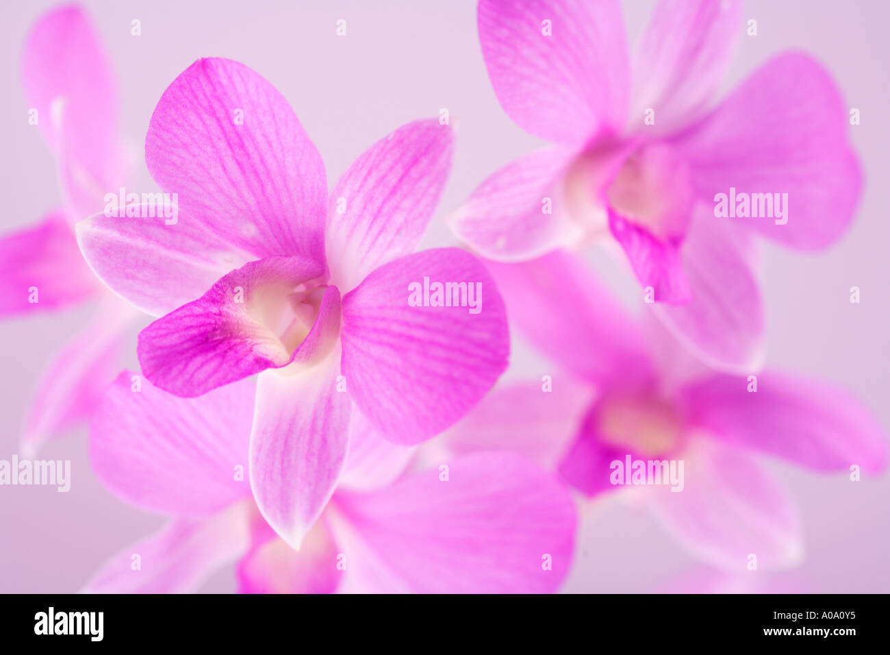 Rosa Orchideen Stockfoto