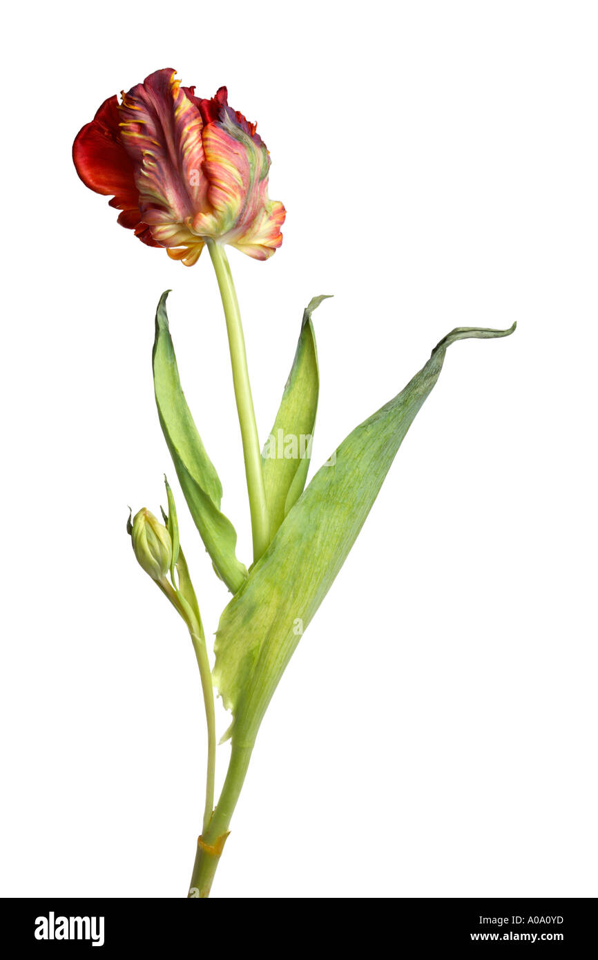 Tulpe auf weißem Hintergrund Stockfoto