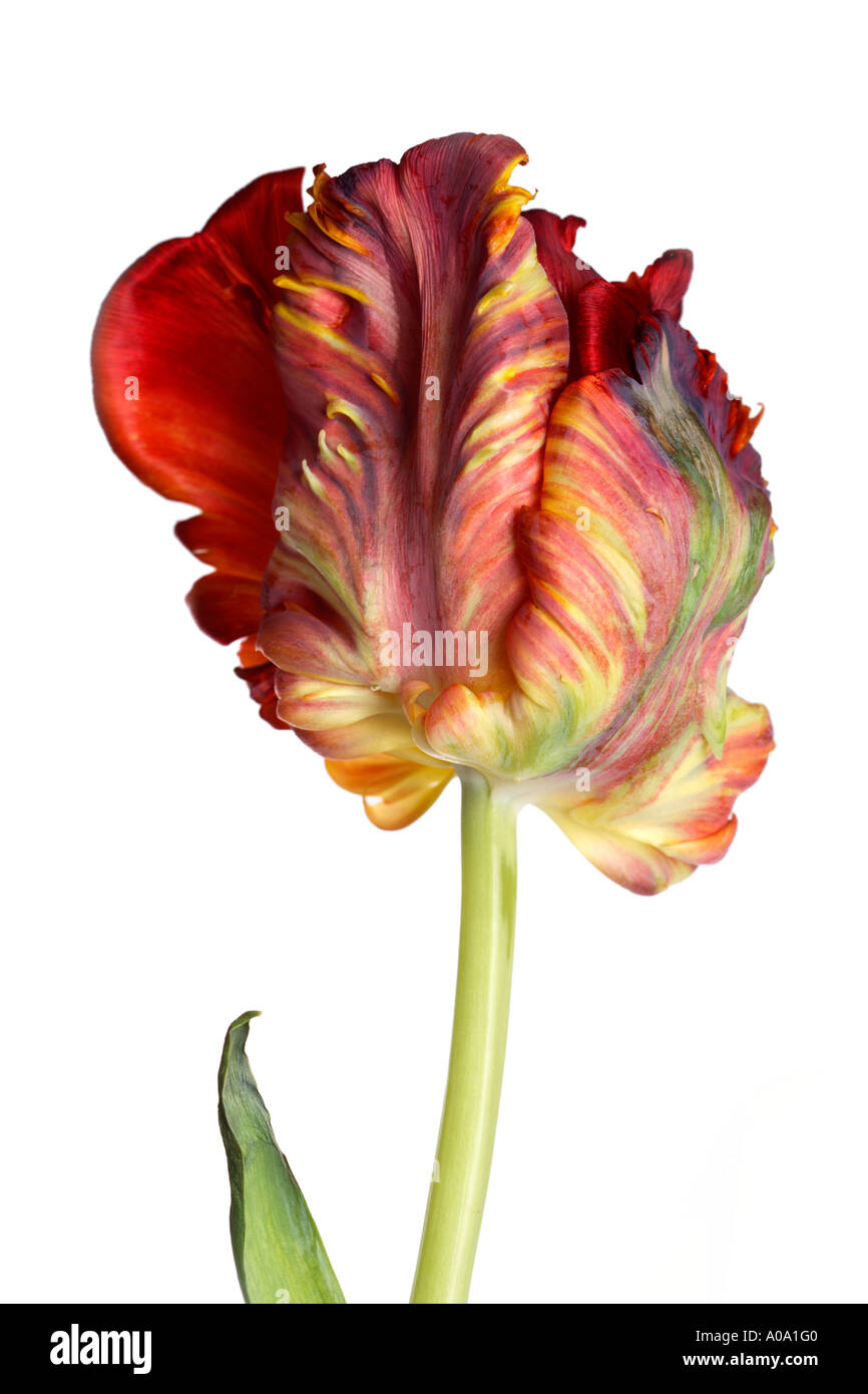 Tulpe auf weißem Hintergrund Stockfoto