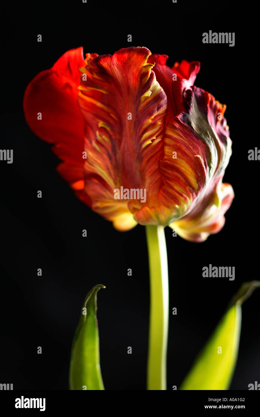 Tulpe auf schwarzem Hintergrund Stockfoto
