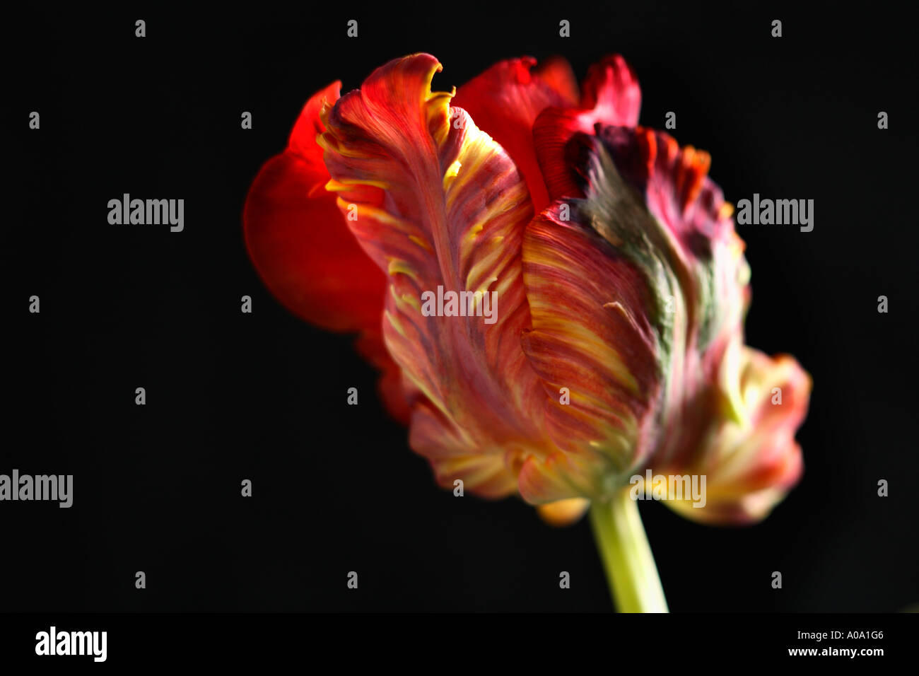 Tulpe auf schwarzem Hintergrund Stockfoto