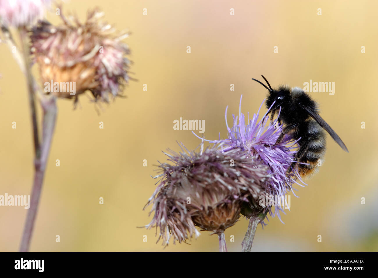 Bombus Sylvarum, die schrille Carder-Biene, sitzen auf einer Distel. Dies ist eine Hummel-Arten, und wahrscheinlich ein Männchen. Stockfoto