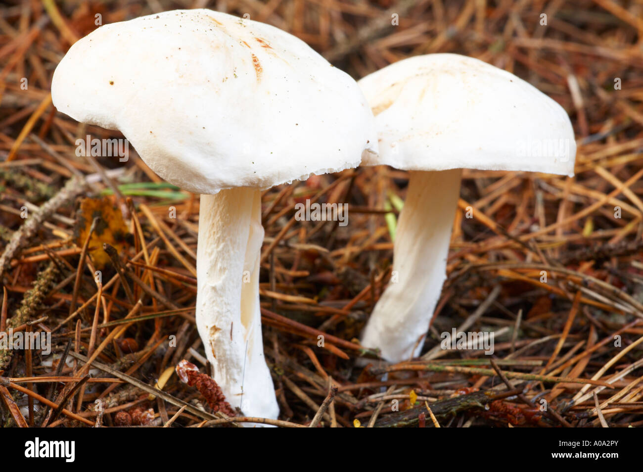 England Northumberland Northumberland National Park Herbst Schuss von unidentifizierten Pilze - Pilze - Kröte Hocker Stockfoto