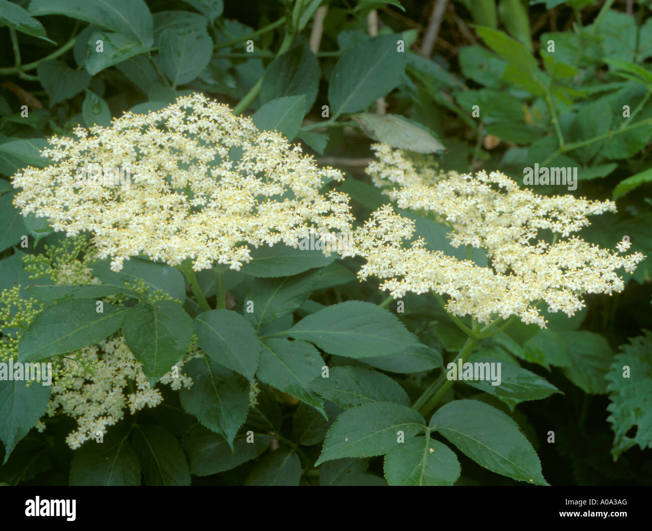 Holunderblüten (Sambucus Nigra). Stockfoto