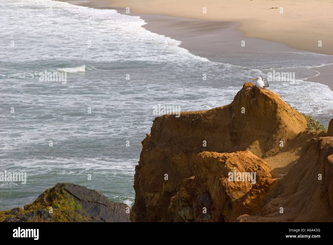 Möwe thront auf einem Felsen Stockfoto