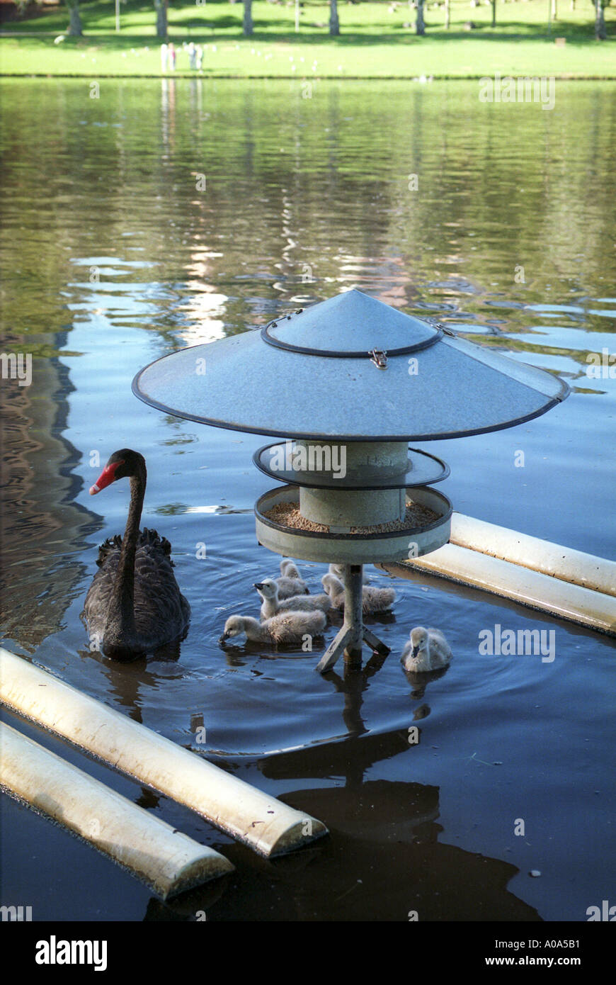 Schwarze Schwäne Adelaide Australien Stockfoto