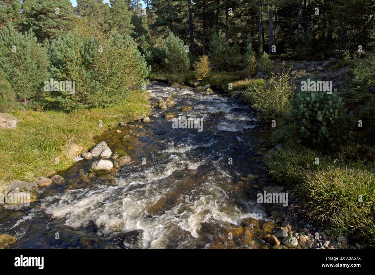 Fluss Scot s Kiefer alten Caledonian Wald Rothiemurchus Aviemore Cairngorm National Park Schottisches Hochland Stockfoto
