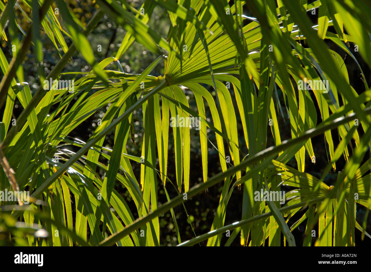Palmwedel Palm tree Chinese Hang Garten Royal Botanic Garden Edinburgh Inverleith Oktober 2006 Stockfoto