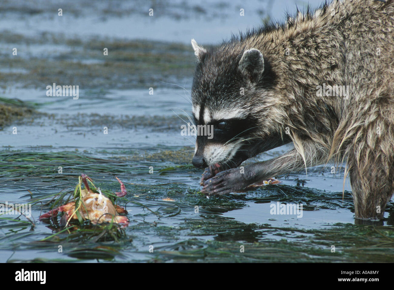 Waschbären füttern Fotos und Bildmaterial in hoher Auflösung Alamy
