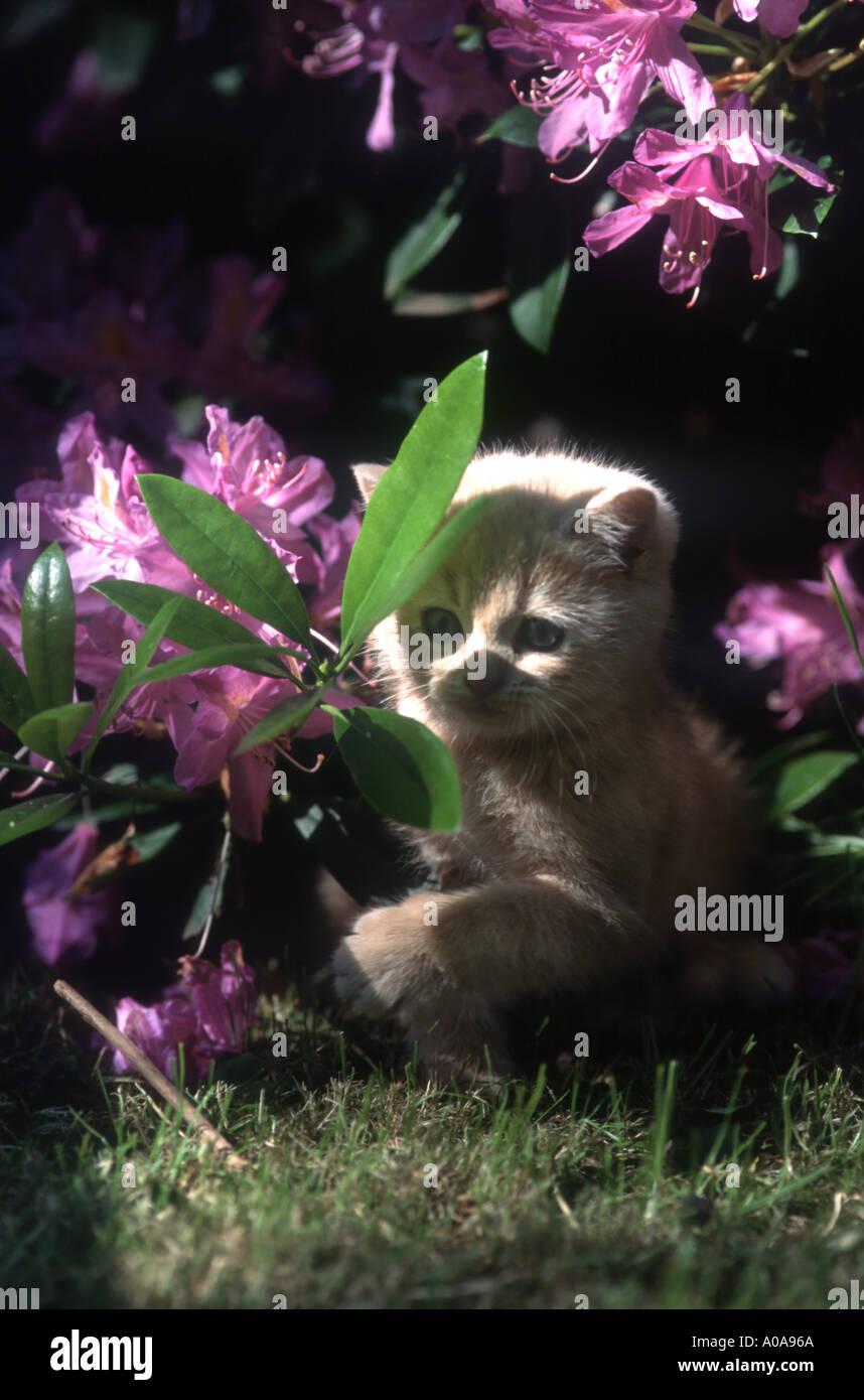 Kätzchen im Garten Haustiere Stockfoto